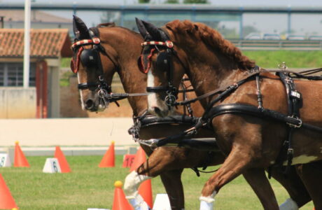 Campionato italiano di Attacchi - Coppa delle regioni di Attacchi 2025 (14)