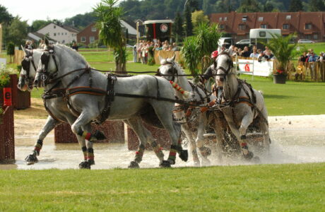 Non perdere il Campionato Italiano di Combinata e il Campionato Italiano di Completo Attacchi 1 DeBRAUWER BEL Weg2006 SSS 2498