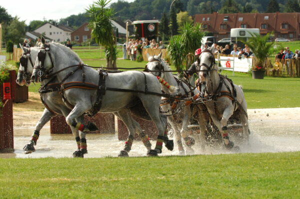 Attacchi: non perdere il Campionato Italiano di Combinata e il Campionato Italiano di Completo 35 DeBRAUWER BEL Weg2006 SSS 2498