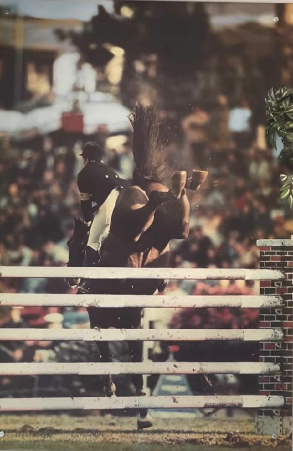 You Have to Sacrifice Everything for the Horse” — Helena Stormanns on Horsemanship, Resilience, and Legacy 3 Helena Stormanns 5