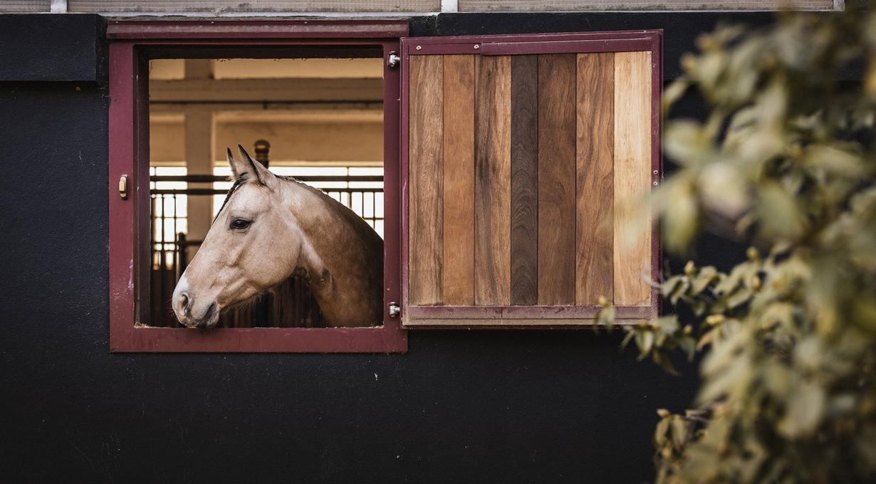 La qualità di Cossetti vini risplende al Galà dei Cavalieri FISE Piemonte 4 Locanda Cossetti.il ranch
