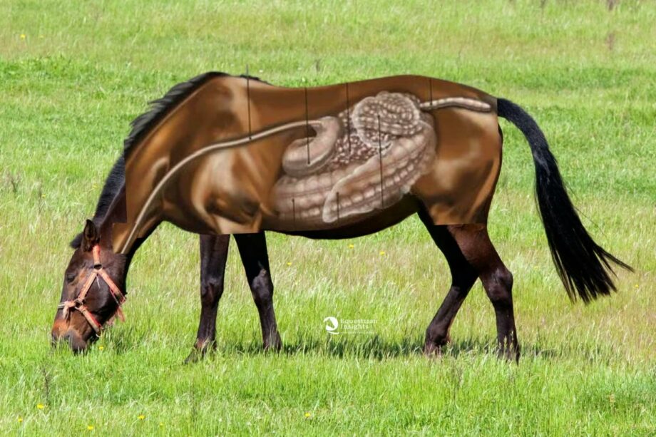 Microbiota intestinale del cavallo: cos'è, a cosa serve e perché è fondamentale per la sua salute e performance 3 PHOTO 2025 06 27 14 24 38