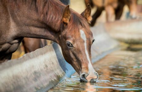Quanto è importante bere per un cavallo d'estate?