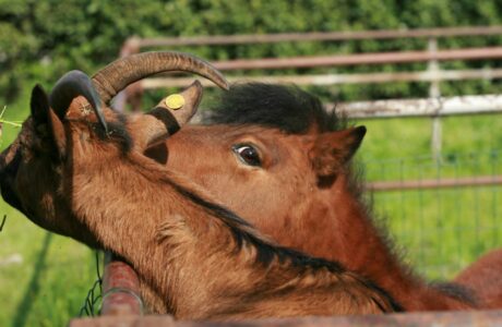 La sensibilità dei cavalli e il loro rapporto con gli altri animali. 1 La sensibilità dei cavalli e il loro rapporto con gli altri animali