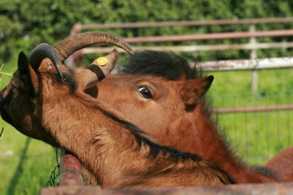 La sensibilità dei cavalli e il loro rapporto con gli altri animali