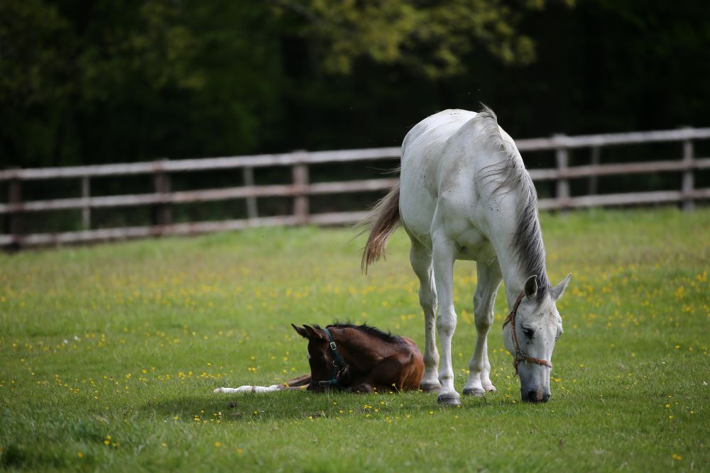 La sensibilità dei cavalli e il loro rapporto con gli altri animali. 3 cavallo puledro