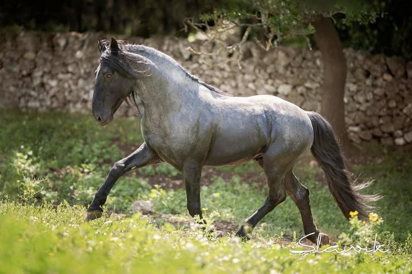 Grigio ferro testa di moro: il colore della biodiversità. 2