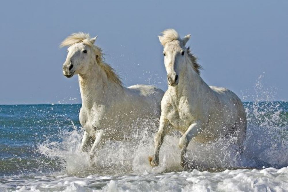 Why horses are afraid of water: causes and training tips 1 Idrofobia nei cavalli: origini, dinamiche e implicazioni per l’addestramento.