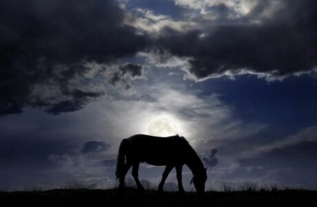 Il cavallo, specchio dell’anima: sensibilità equina e benessere mentale dell’uomo.