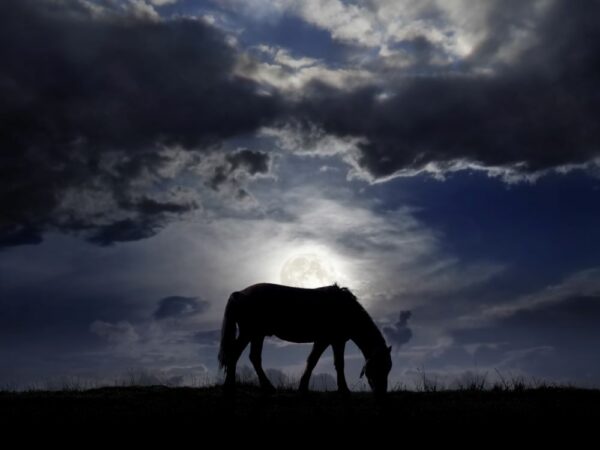 Il cavallo, specchio dell’anima: sensibilità equina e benessere mentale dell’uomo.