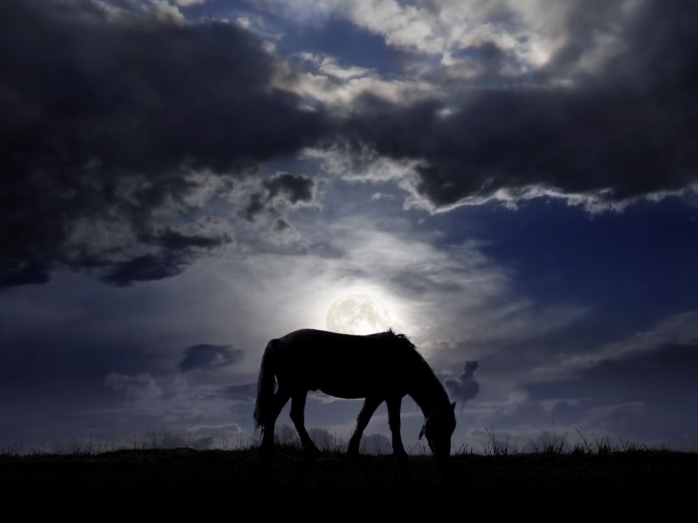 Il cavallo, specchio dell’anima: sensibilità equina e benessere mentale dell’uomo. 1 Il cavallo, specchio dell’anima: sensibilità equina e benessere mentale dell’uomo.