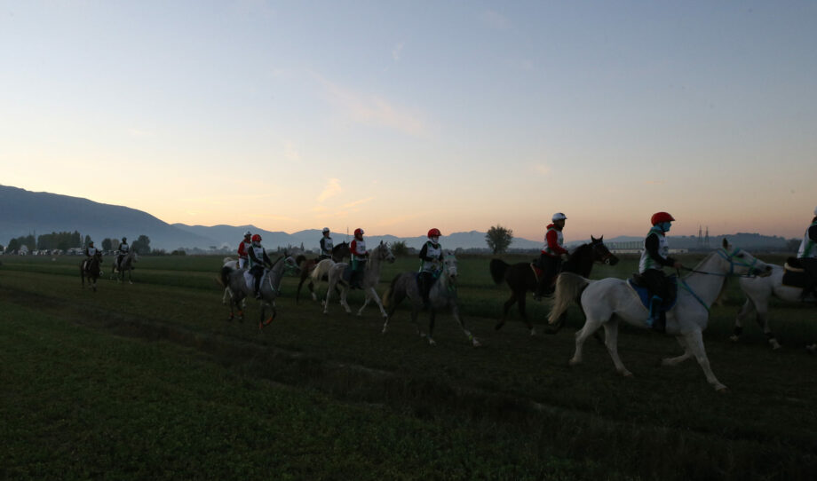 Il maratoneta a quattro gambe: fino a che età può correre un cavallo da endurance? 3 12
