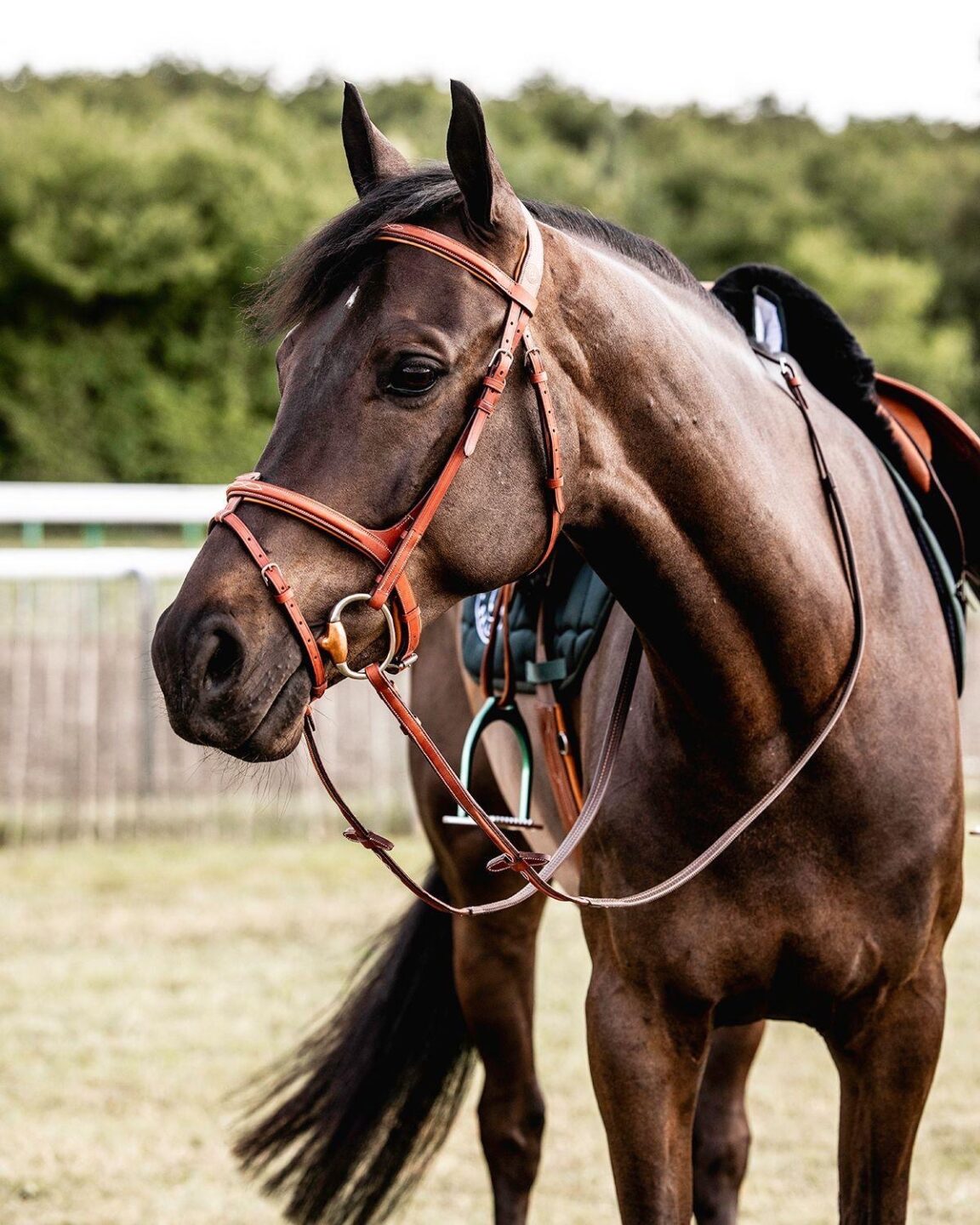Parte il “Creative HSJ’s Video Contest” firmato Horseshowjumping.tv e Mascheroni Selleria 1 30fc71f6 9b27 4d95 b4d6 9cbff3af33f2