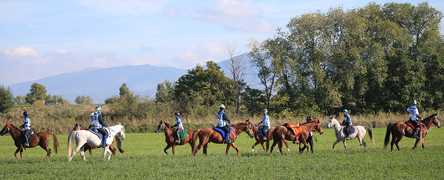 Il maratoneta a quattro gambe: fino a che età può correre un cavallo da endurance? 2 4