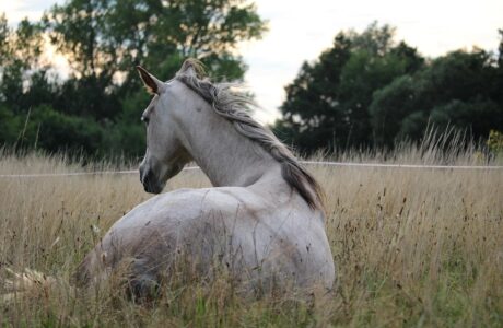 Quanto vive un cavallo da endurance?