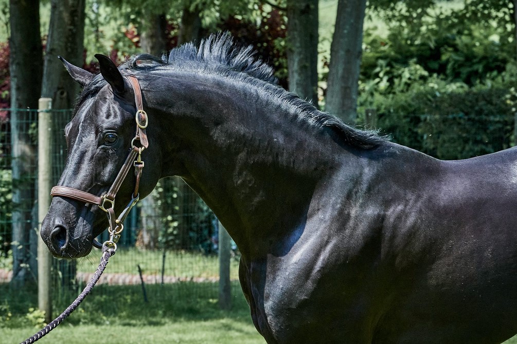 Allevare per passione: il cuore pulsante delle Scuderie del Garda Newcastle 8 Allevamento Newcastle Stallone