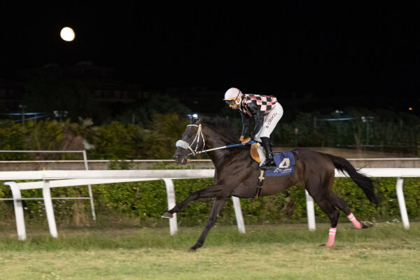 all'ippodromo Caprilli Eroe de Bonorva - Davide Cirocca
