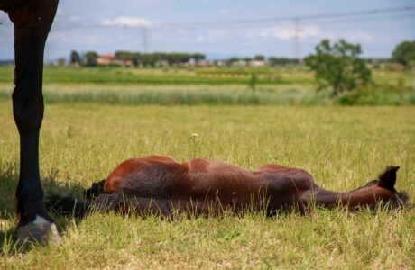 Perché i cavalli possono dormire in piedi? 1 Vita da scuderia il cavallo che dorme in piedi