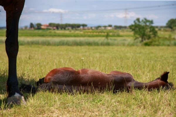 Vita da scuderia il cavallo che dorme in piedi