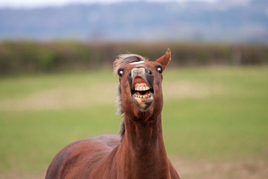 La smorfia di Flehmen: tutto quello che c'è da sapere sul “sorriso” dei cavalli. 2 Flehman