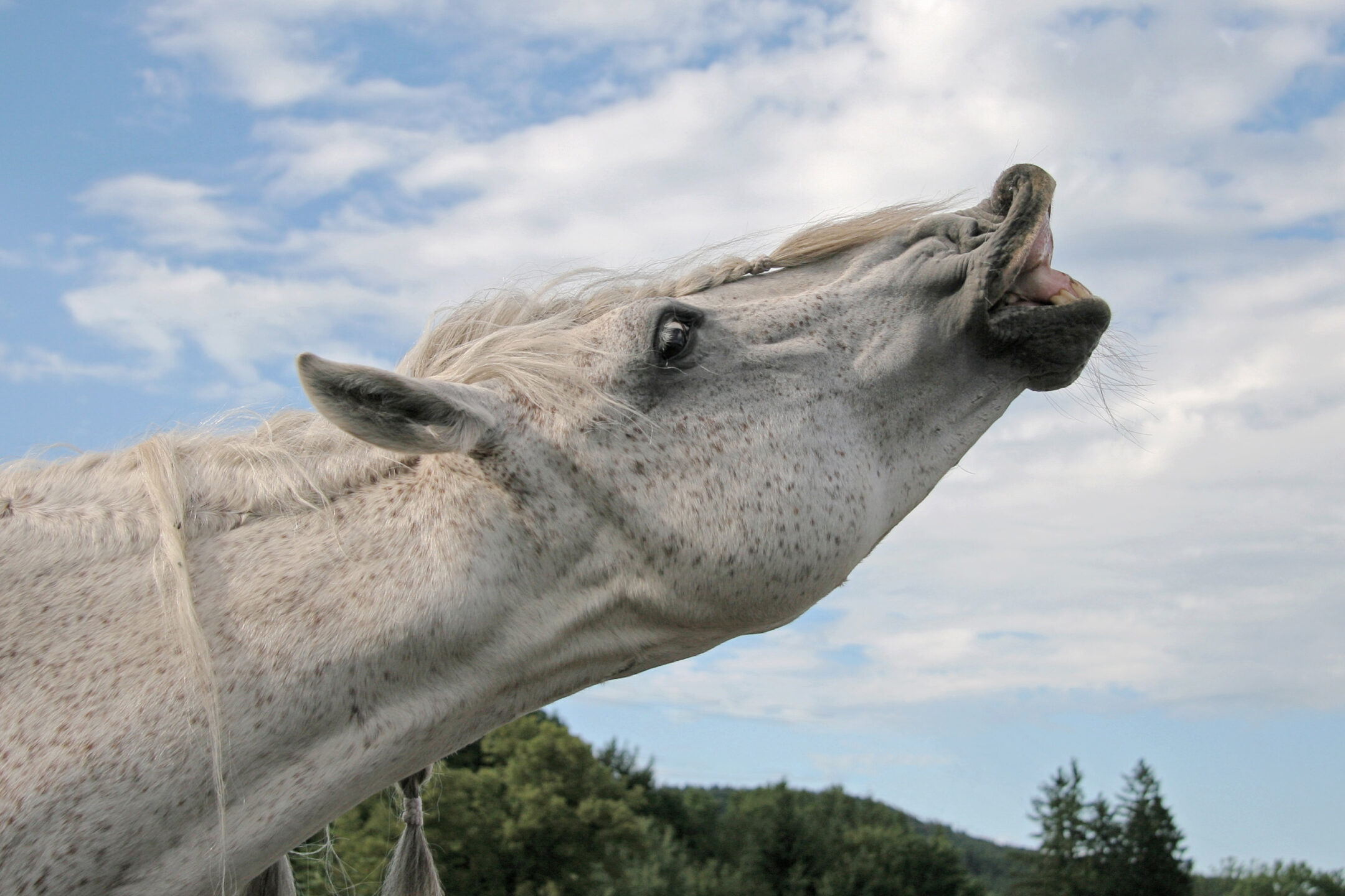 La smorfia di Flehmen: tutto quello che c'è da sapere sul “sorriso” dei cavalli. 1 La Smorfia di Flehmen: tutto quello che c'è da sapere sul “sorriso” dei cavalli.