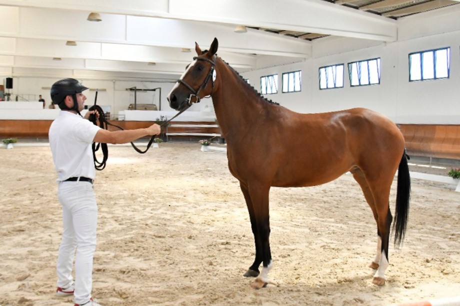Rassegna puledri Asvi a Tanca Regia 1 Ginetta de la Folgore foto Corbinzolu