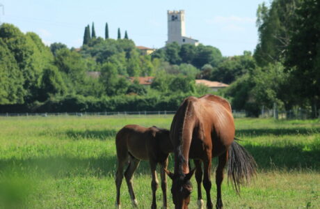 Puledro e fattrice alle Scuderie del Garda