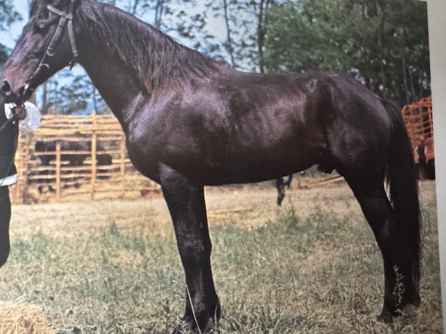 Il cavallo Tolfetano: orgoglio delle colline laziali. 1 Il cavallo Tolfetano