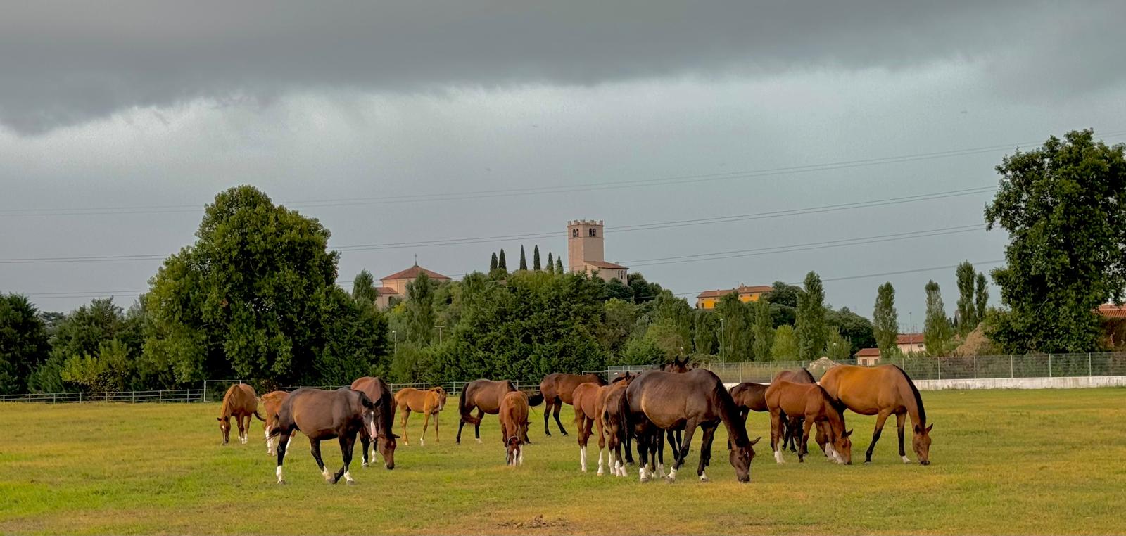 Allevare per passione: il cuore pulsante delle Scuderie del Garda Newcastle 3 IXXW2191