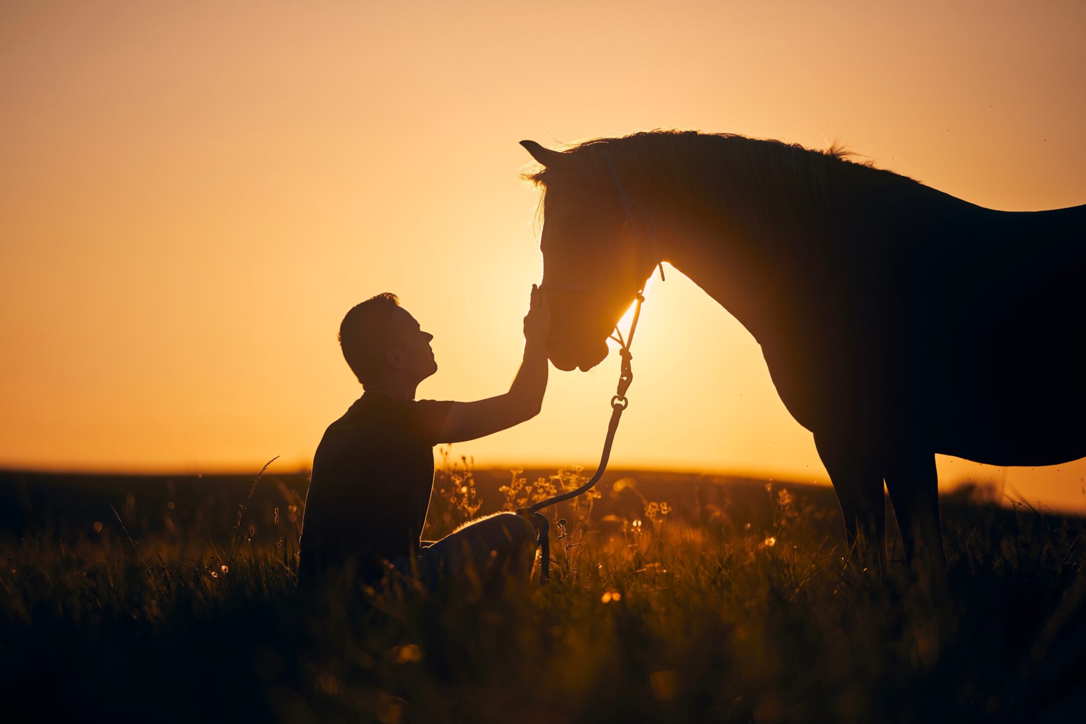 Ulcere gastriche nel cavallo: una minaccia silenziosa da non sottovalutare 1 Silhousette of man while stroking of therapy horse on meadow at sunset