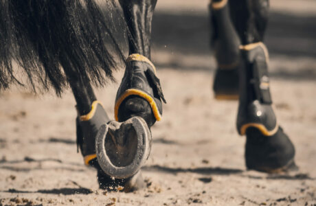 Perché è importante cambiare diagonale del trotto quando si cambia mano 1 Piedi un cavallo al trotto