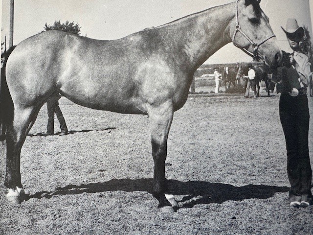 cavallo salvato