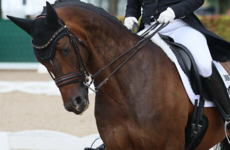 Binomi azzurri per i Campionati Europei di Dressage 2025 Children e Junior a Le Mans 1 foto dressage generica