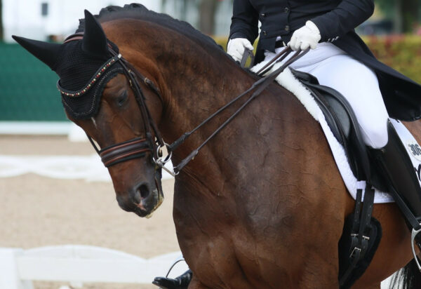 foto dressage generica