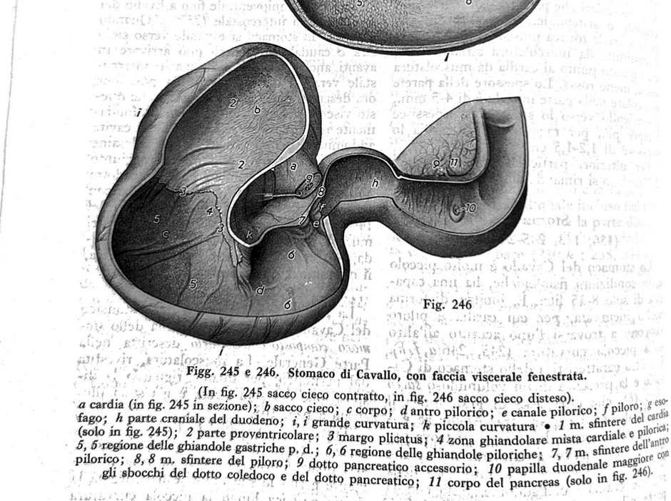 Ulcere gastriche nel cavallo: una minaccia silenziosa da non sottovalutare 2 immagine 13