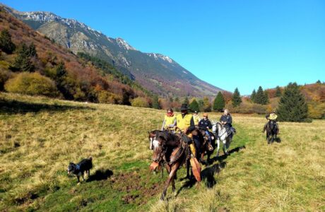 La 127ª edizione della manifestazione si terrà a Veronafiere dal 6 al 9 novembre. 1 127ma edizione di Fieracavalli on Tour
