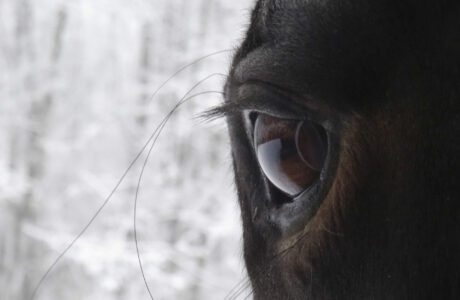 Cosa pensa un cavallo quando ti guarda negli occhi? 1 Curiosità e riconoscimento occhi del cavallo