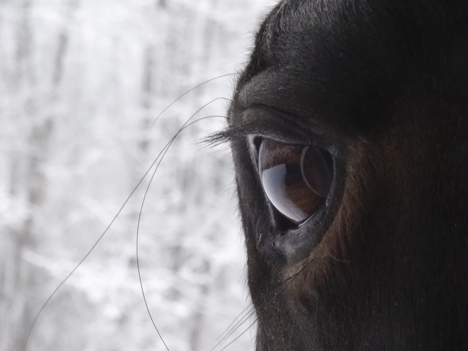 Cosa pensa un cavallo quando ti guarda negli occhi? 1 Curiosità e riconoscimento occhi del cavallo