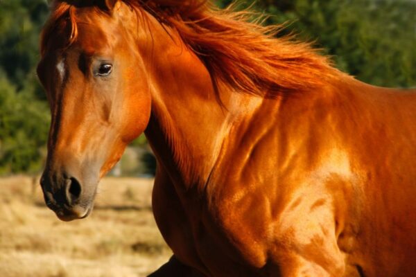 Origini e storia del Quarter Horse.
