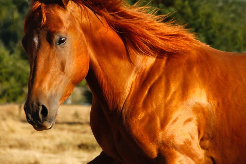 Origini e storia del Quarter Horse.