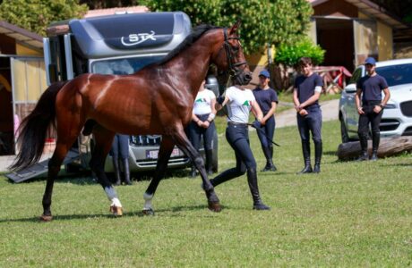Viaggiare con il cavallo, tutte le precauzioni per un trasporto sicuro.