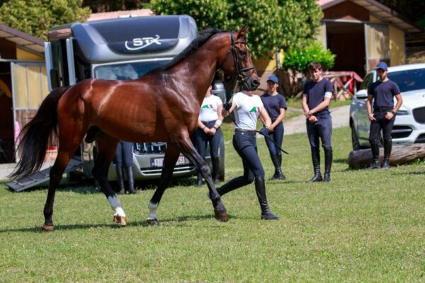 Viaggiare con il cavallo, tutte le precauzioni per un trasporto sicuro.