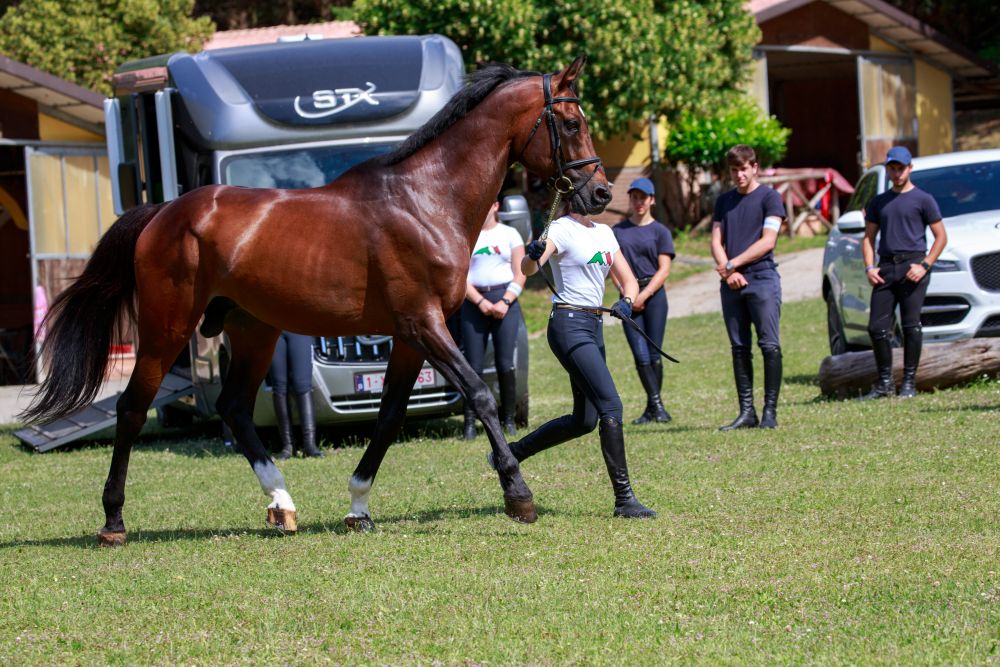 Viaggiare con il cavallo, tutte le precauzioni per un trasporto sicuro.