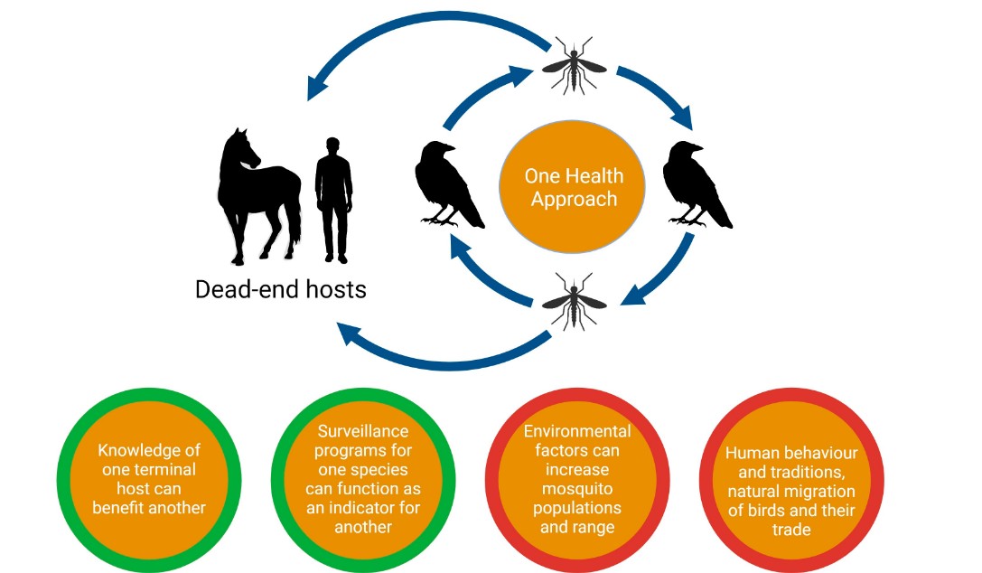 West Nile 2025 in Italia: perché vaccinare i cavalli è fondamentale 2 Ciclo vitale del virus West Nile WNV e possibili implicazioni positive evidenziate in verde e negative evidenziate in rosso