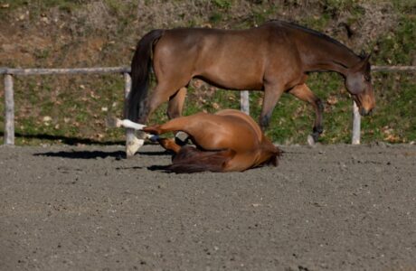 Cavallo che sbuffa
