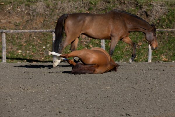 Cavallo che sbuffa