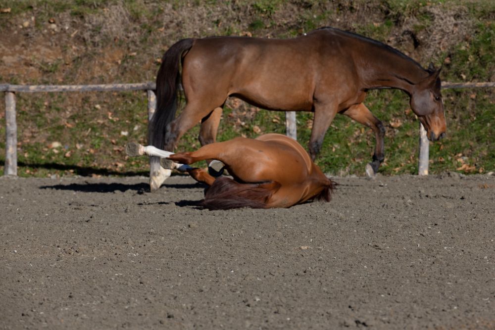Cavallo che sbuffa