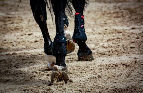 cavallo che trotta foto Stefano Sechi