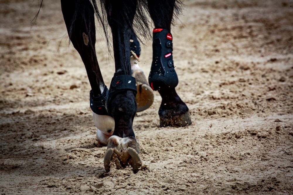 cavallo che trotta foto Stefano Sechi