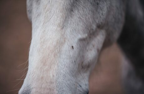 cavallo con zanzara portatrice di West Nile Virus